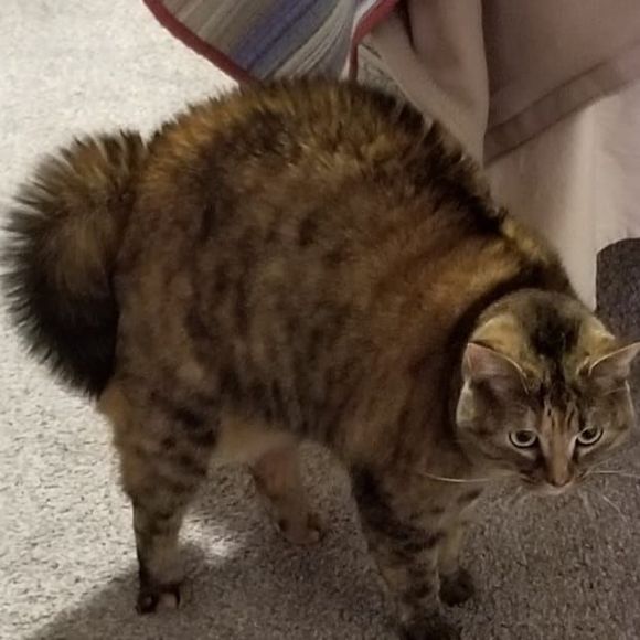 kittymissblue